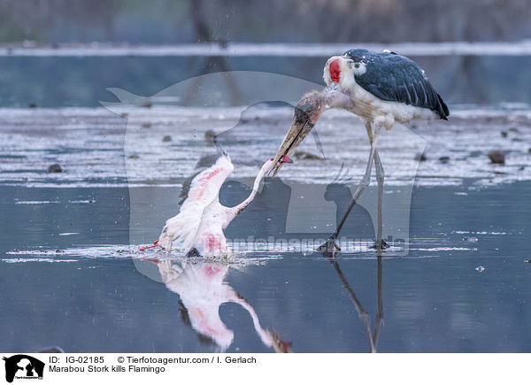 Marabu ttet Flamingo / Marabou Stork kills Flamingo / IG-02185