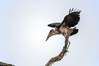 flying Marabou Stork