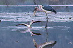 Marabou Stork kills Flamingo