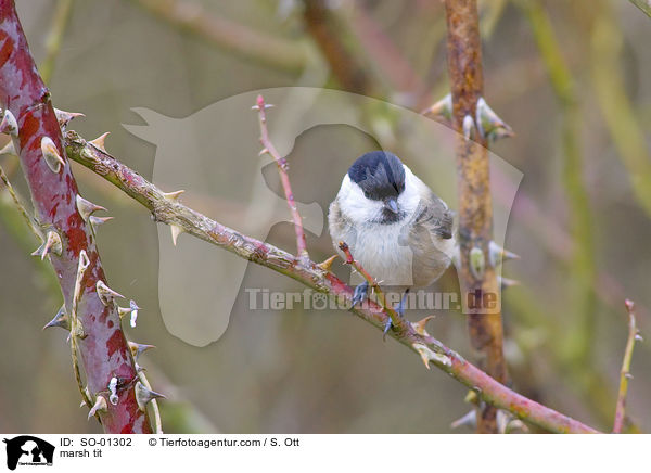 Sumpfmeise / marsh tit / SO-01302