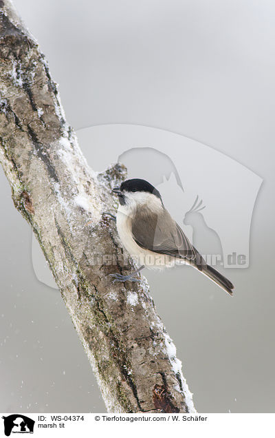 Sumpfmeise / marsh tit / WS-04374