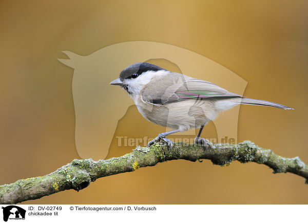 Sumpfmeise / chickadee tit / DV-02749