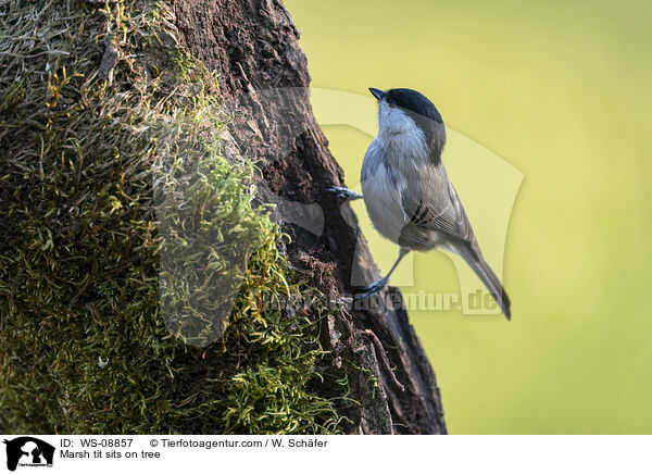 Sumpfmeise sitzt auf Baum / Marsh tit sits on tree / WS-08857