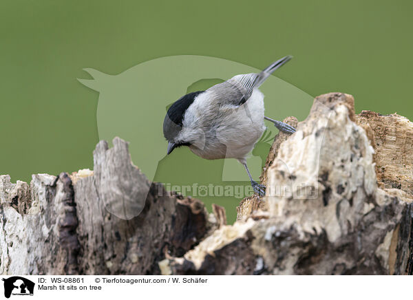 Sumpfmeise sitzt auf Baum / Marsh tit sits on tree / WS-08861