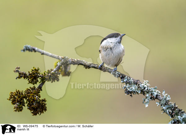 Sumpfmeise / marsh tit / WS-09475