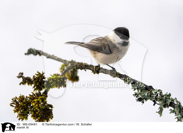 Sumpfmeise / marsh tit / WS-09481