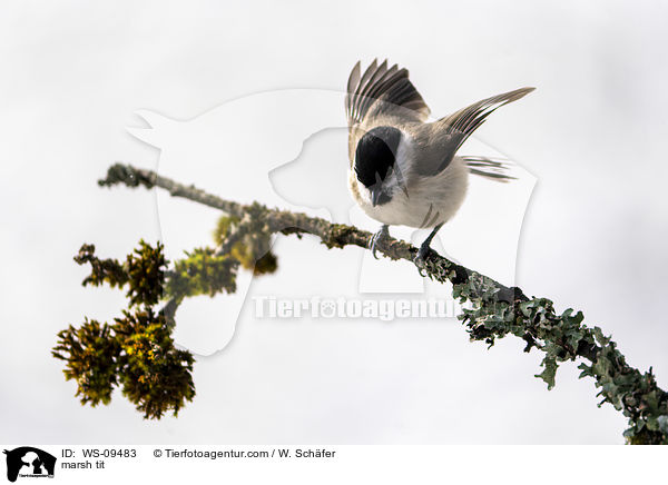 Sumpfmeise / marsh tit / WS-09483