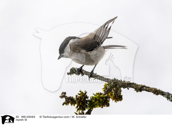 Sumpfmeise / marsh tit / WS-09484