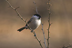 marsh tit