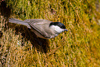 marsh tit