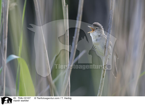 Sumpfrohrsnger / marsh warbler / THA-10107