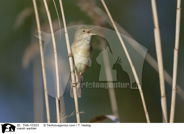 Sumpfrohrsnger / marsh warbler / THA-10323