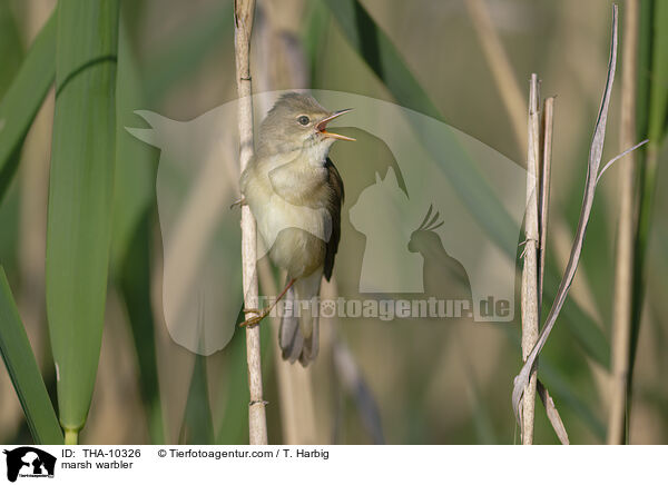 Sumpfrohrsnger / marsh warbler / THA-10326