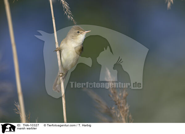 Sumpfrohrsnger / marsh warbler / THA-10327