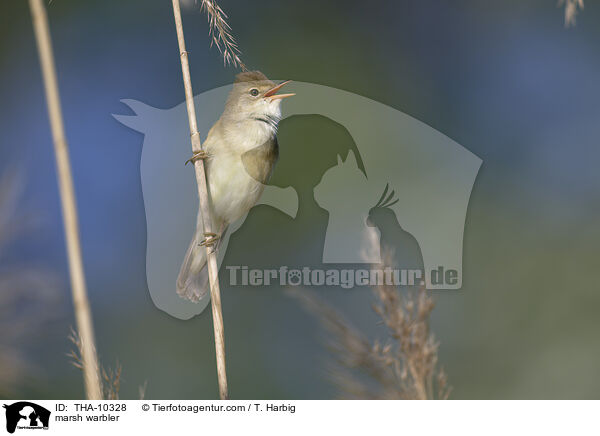 Sumpfrohrsnger / marsh warbler / THA-10328