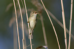 marsh warbler