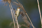 marsh warbler