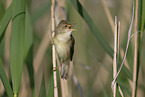 marsh warbler