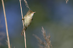 marsh warbler