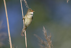 marsh warbler