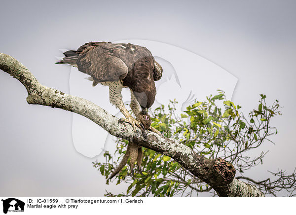 Kampfadler mit Beute / Martial eagle with prey / IG-01559