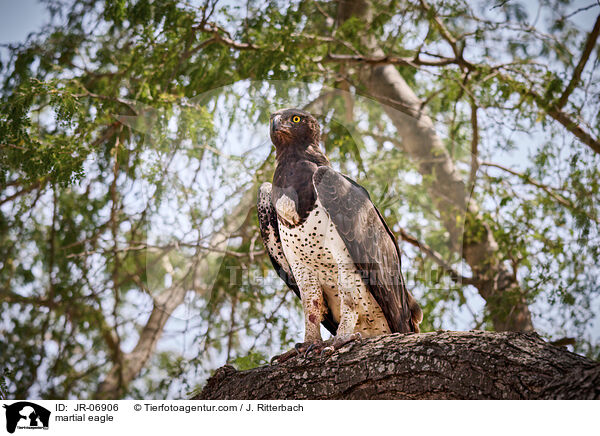 Kampfadler / martial eagle / JR-06906