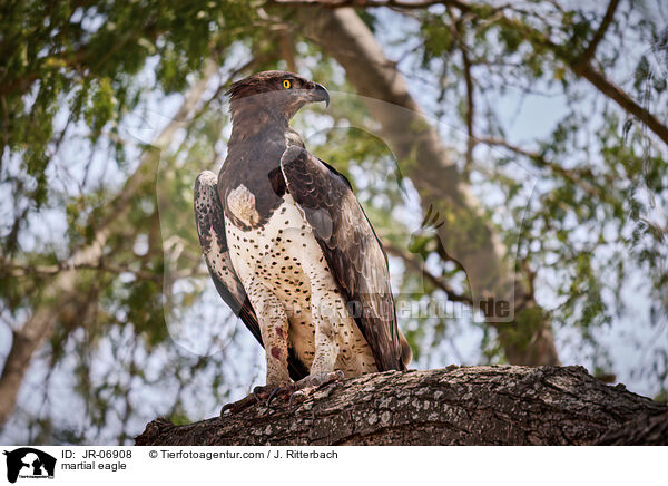 Kampfadler / martial eagle / JR-06908