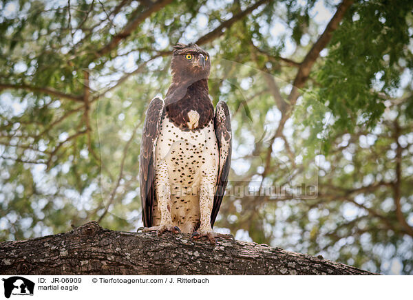 martial eagle / JR-06909