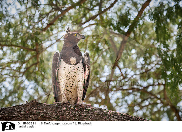 Kampfadler / martial eagle / JR-06911