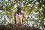 martial eagle