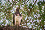 martial eagle