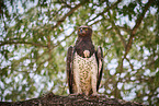 martial eagle