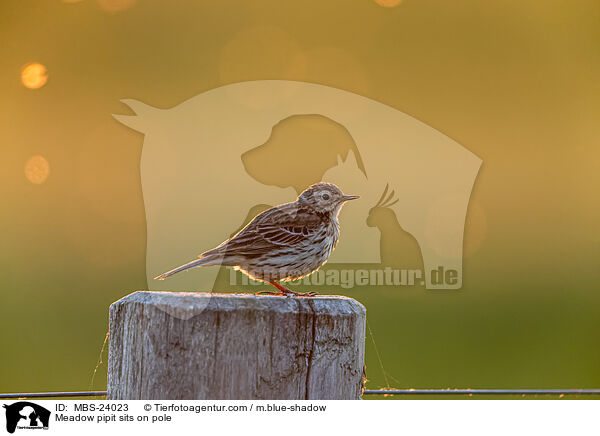 Wiesenpieper sitzt auf Pfahl / Meadow pipit sits on pole / MBS-24023