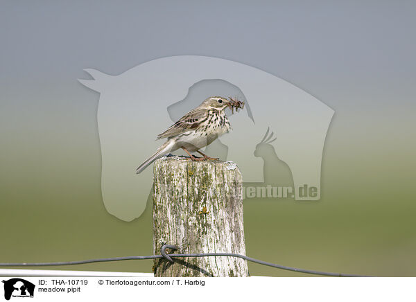 meadow pipit / THA-10719