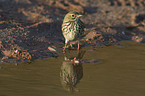 meadow pipit