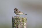 meadow pipit