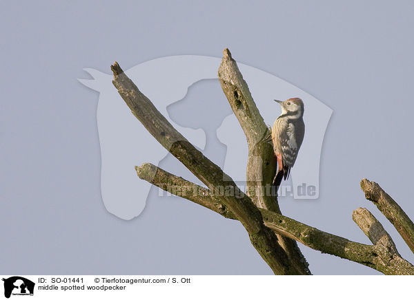 Mittelspecht / middle spotted woodpecker / SO-01441