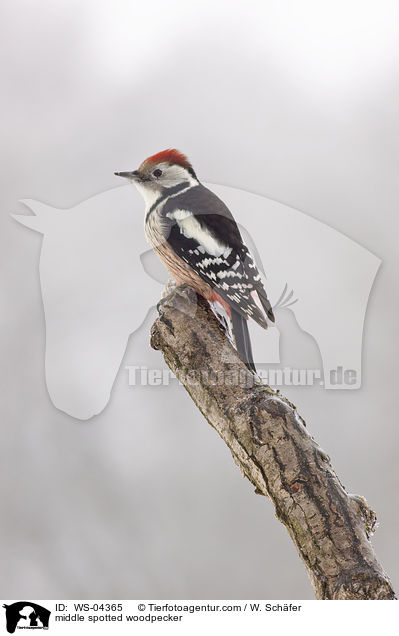 Mittelspecht / middle spotted woodpecker / WS-04365