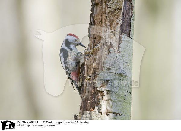 Mittelspecht / middle spotted woodpecker / THA-05114
