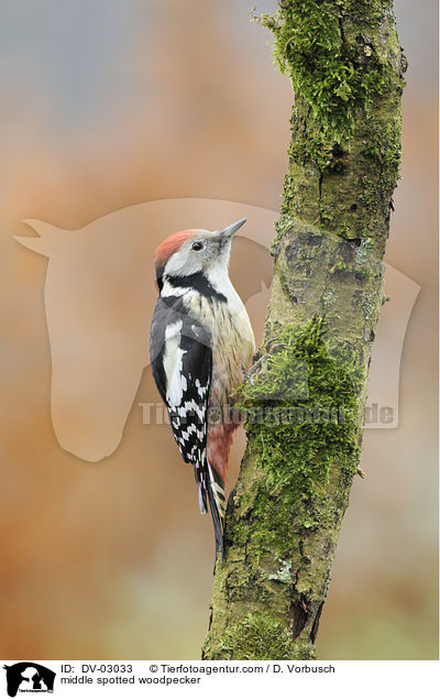 Mittelspecht / middle spotted woodpecker / DV-03033