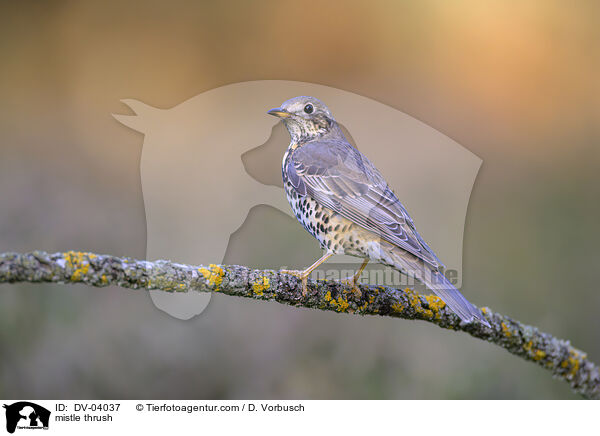 mistle thrush / DV-04037