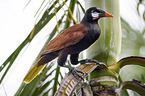 Montezuma oropendola