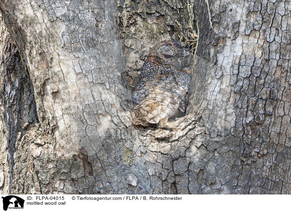 Mangokauz / mottled wood owl / FLPA-04015