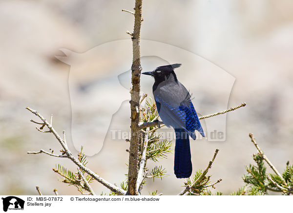 Diademhher / Stellers jay / MBS-07872