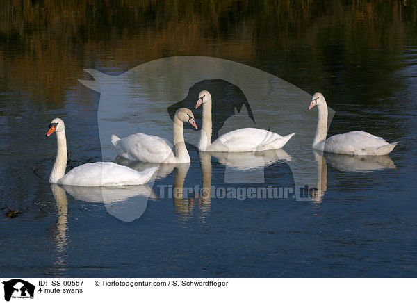 4 Hckerschwne / 4 mute swans / SS-00557