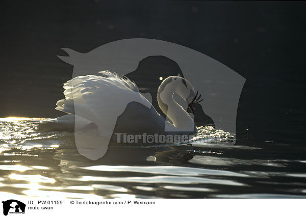 mute swan / PW-01159