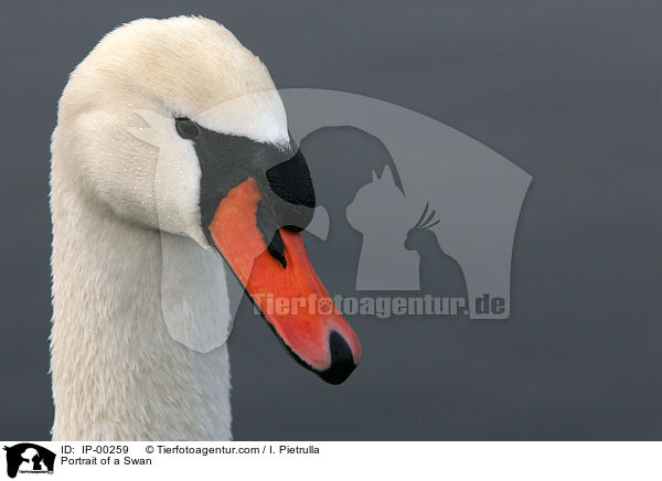 Hckerschwan im Portrait / Portrait of a Swan / IP-00259