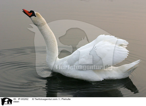 swan / IP-00262
