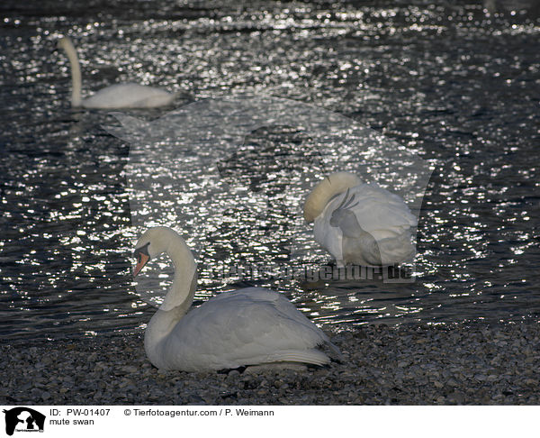 Hckerschwan / mute swan / PW-01407