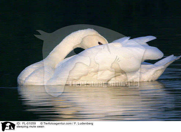 schlafender Hckerschwan / sleeping mute swan / FL-01059